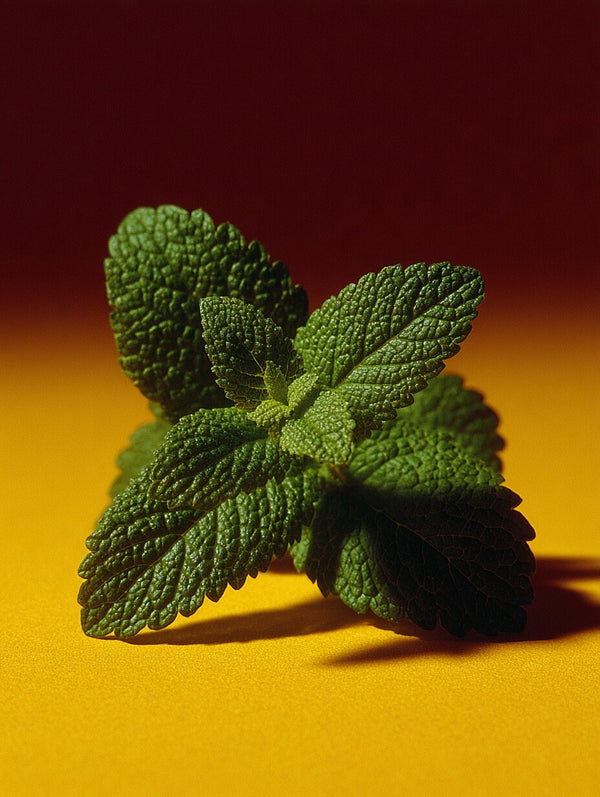 Lemon Balm Extract